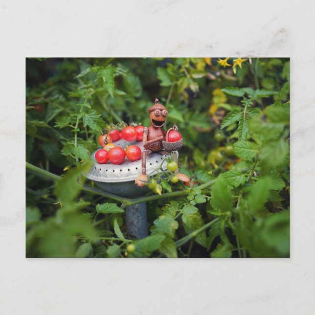 Acorn elf-trädgårdsmästare med tomatos-vykort vykort (Framsida)