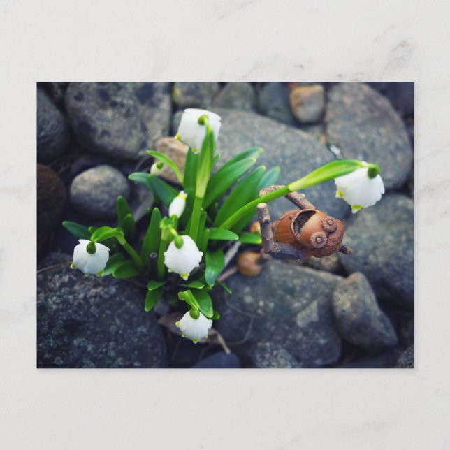 Acorn elf with snowflake flower spring postcard vykort (Framsida)