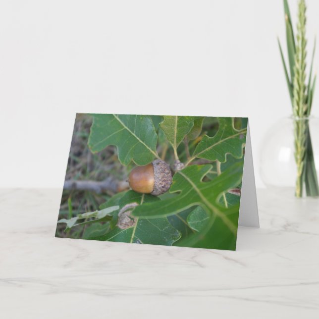 Acorn Kort (Framsida)