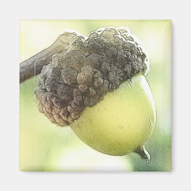Acorn Magnet (Framsidan)