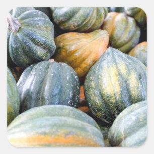 Acorn Squash Fyrkantigt Klistermärke