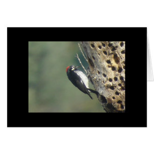 Acorn Woodpecker Card Hälsningskort