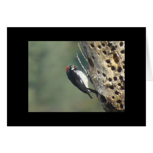 Acorn Woodpecker Card Hälsningskort (Framsidan Horizontal)