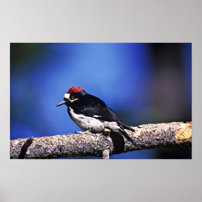 Acorn Woodpecker Poster (Framsidan)