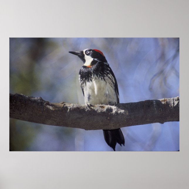 Acorn Woodpecker Poster (Framsidan)