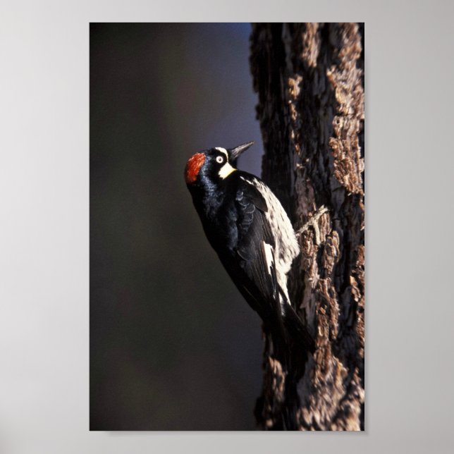 Acorn Woodpecker Poster (Framsidan)
