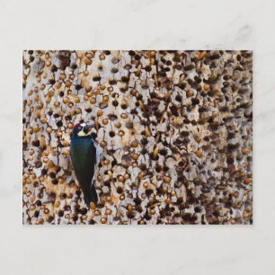 Acorn Woodpecker Vykort