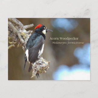 Acorn Woodpecker Vykort