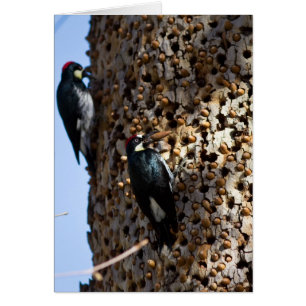 Acorn Woodpeckers Hälsningskort