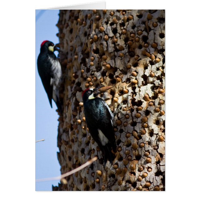Acorn Woodpeckers Hälsningskort (Framsidan)