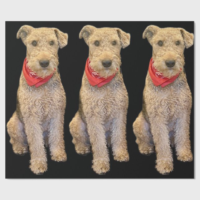 Acorn Wrapping Paper - Black Presentpapper (Platt)