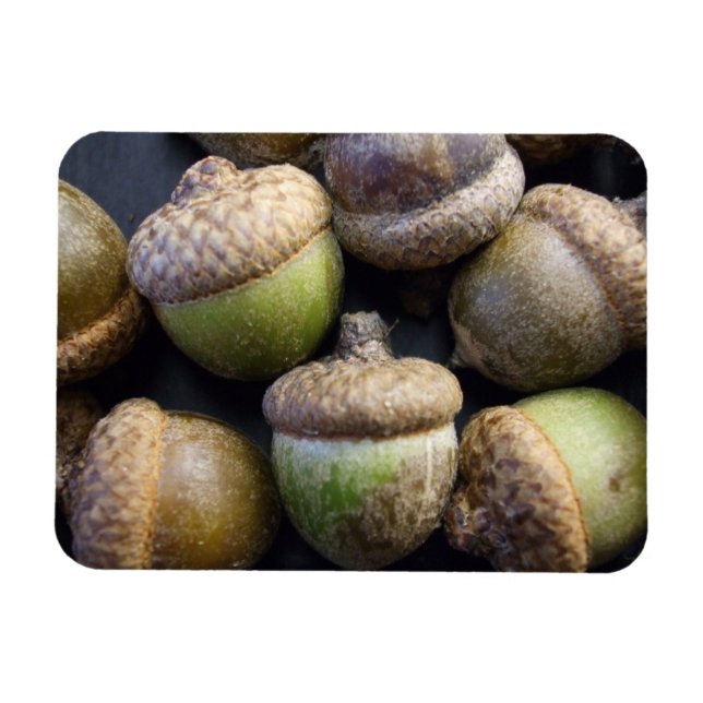 Acorns Magnet (Horisontell)