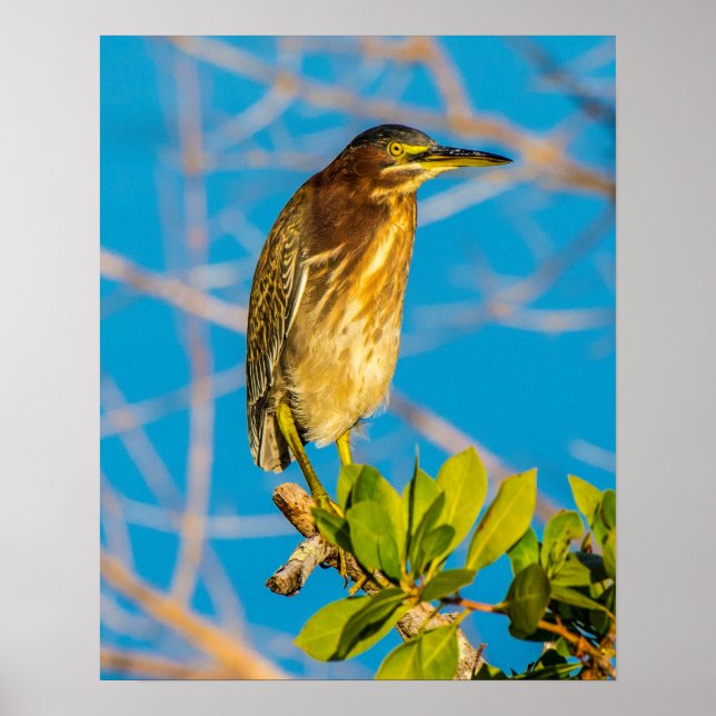 Act Natural 16 x 20 Poster (Framsidan)