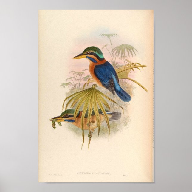 Actenoides Concretus Kingfisher Bird Poster (Framsidan)