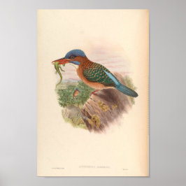 Actenoides Hombroni Kingfisher Vintage Birds Poster