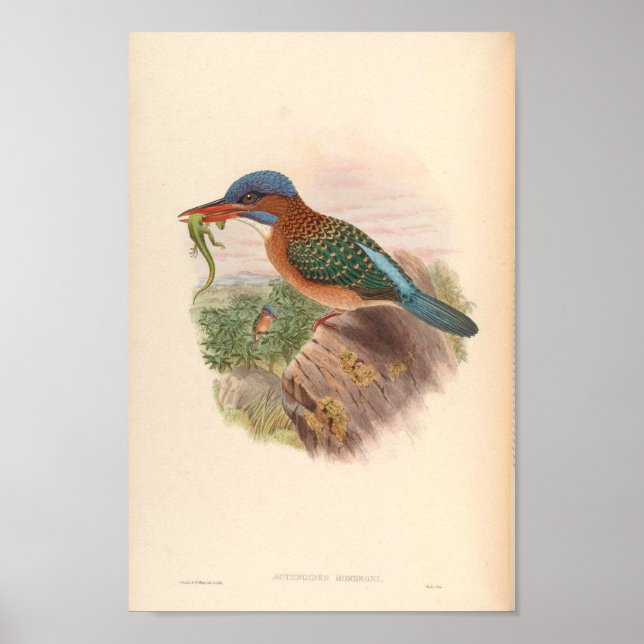 Actenoides Hombroni Kingfisher Vintage Birds Poster (Framsidan)