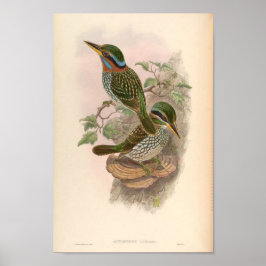 Actenoides Lindsayi Kingfisher Vintage Birds Poster