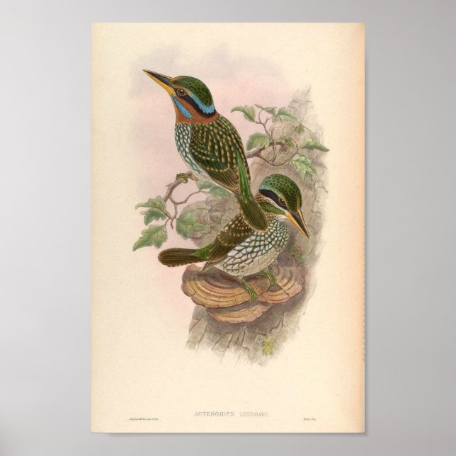 Actenoides Lindsayi Kingfisher Vintage Birds Poster (Framsidan)