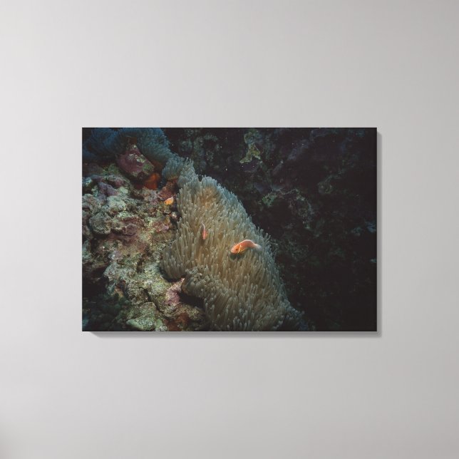 Actinia Canvastryck (Framsida)
