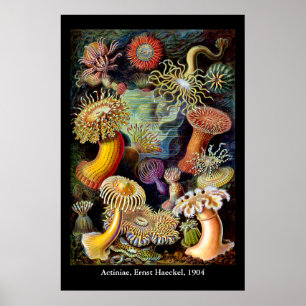 Actiniae av Ernst Haeckel Poster