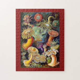 Actiniae av Ernst Haeckel Pussel