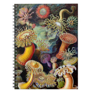 Actiniae från Ernst Haeckel Notebook Anteckningsbok