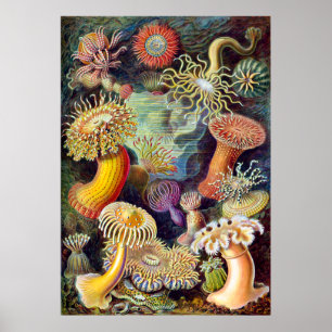 Actiniae illustration som målar Germa Ernst Poster