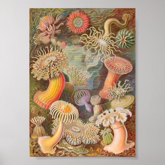 Actiniae Sea Anemones (Ernst Haeckel) Poster (Framsidan)