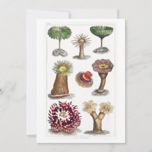 Actiniae vintage, science, ernst haeckel, biologi inbjudningar
