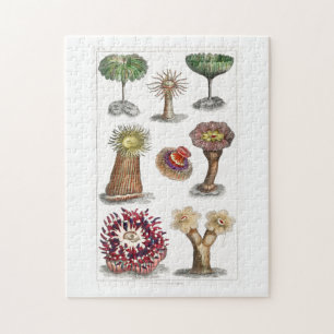 Actiniae vintage, science, ernst haeckel, biologi pussel