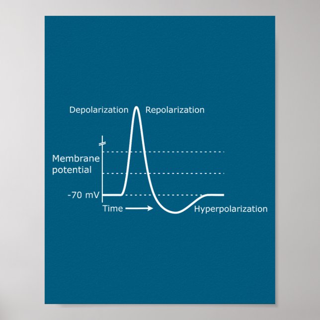 Action Potential Neurovetenskap Neurotransmittor N Poster (Framsidan)