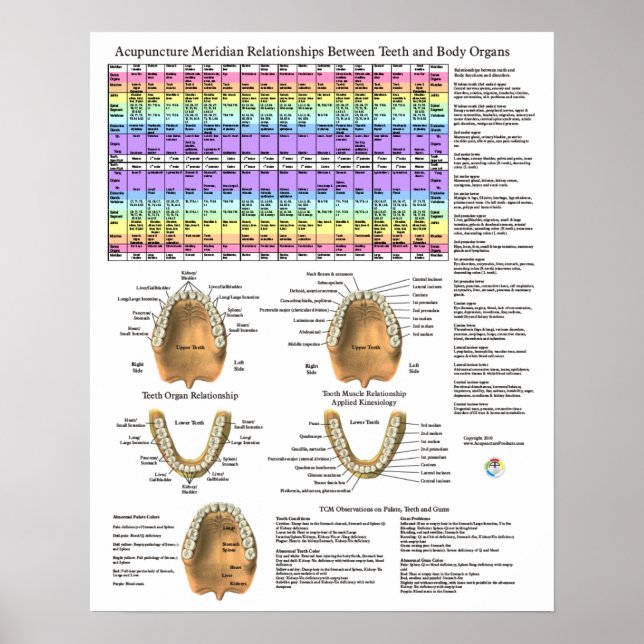 Acupuncture Dental Teeth Meridians Poster (Framsidan)