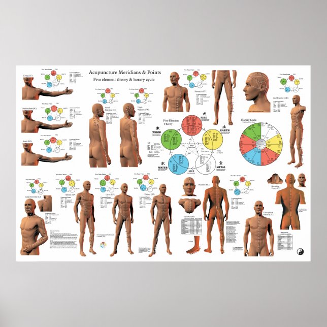 Acupuncture Meridian Points och Pathways Poster (Framsidan)