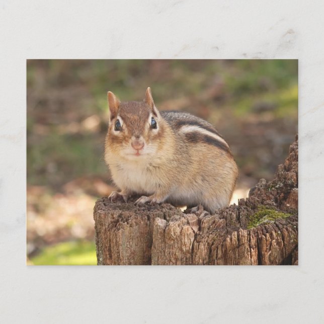 Adabel gravid chipmunk vykort (Framsida)