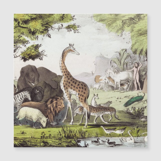 Adam Namn the Creatures (Framsida)