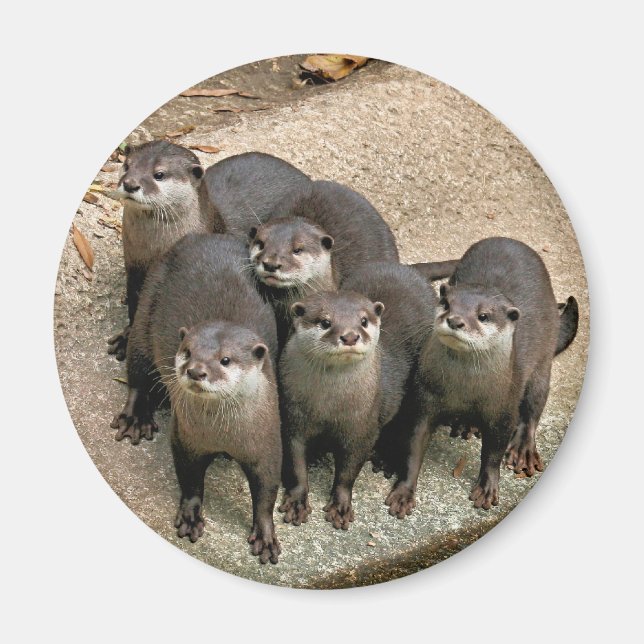 Adapter Otter Family Magnet (Framsidan)
