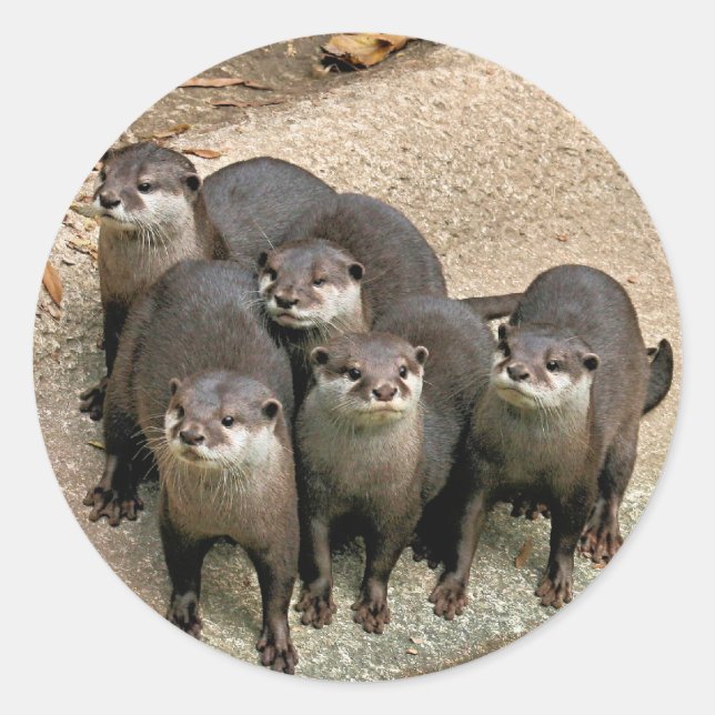 Adapter Otter Family Runt Klistermärke (Framsida)