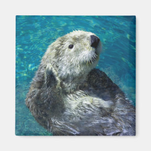 Adapter Sea Otter Cute Blue Vatten Magnet
