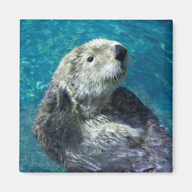 Adapter Sea Otter Cute Blue Vatten Magnet (Framsidan)
