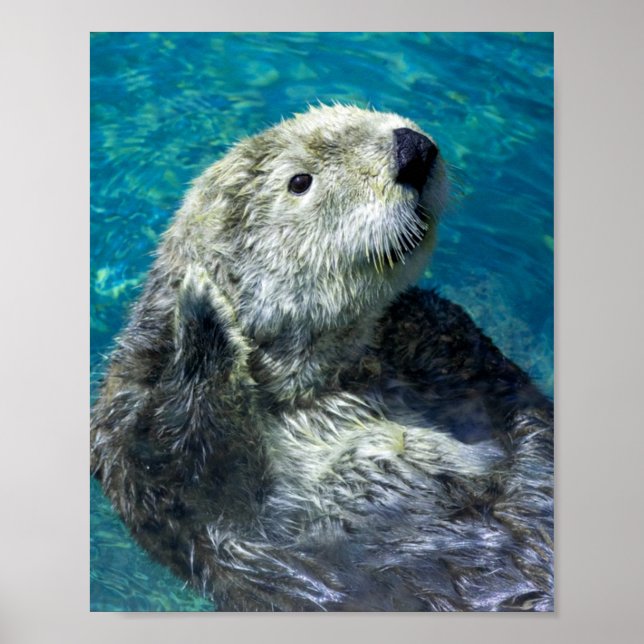 Adapter Sea Otter Cute Blue Vatten Poster (Framsidan)