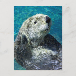 Adapter Sea Otter Cute Blue Vatten Vykort