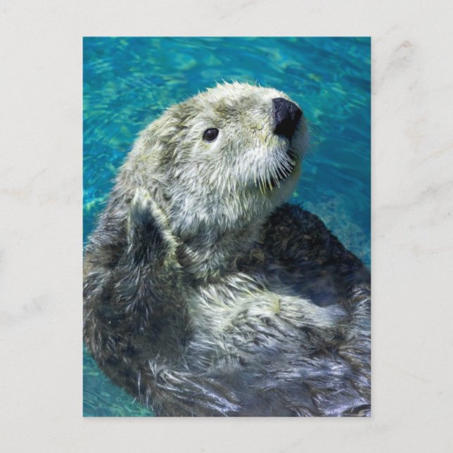 Adapter Sea Otter Cute Blue Vatten Vykort (Framsida)