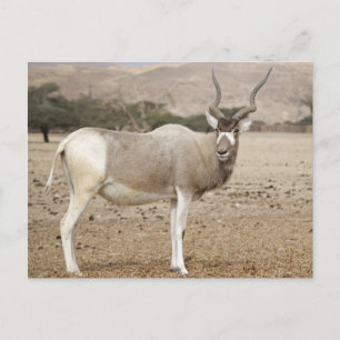 Addax Antelope Vykort