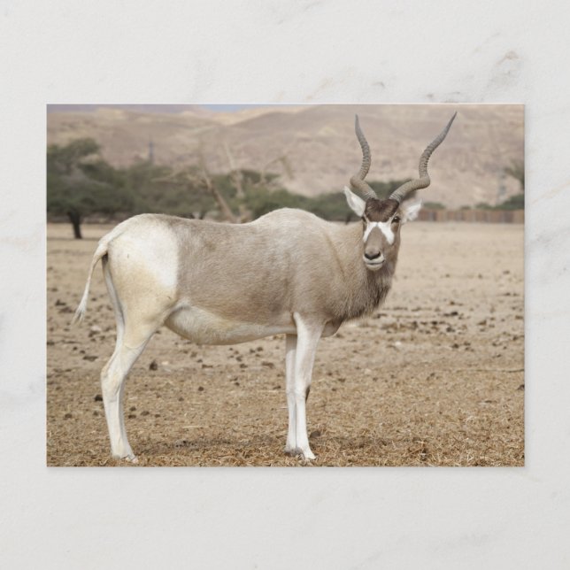 Addax Antelope Vykort (Framsida)