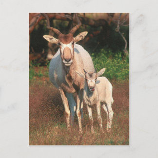 Addax / vit antitelopen / Screwhorne Antelope / Vi Vykort