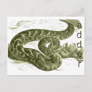 Adder (orm) vykort