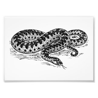 Adder Snake Fototryck