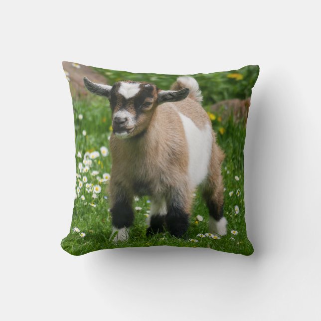 Adderande nigerianska Dwarf Goat Kid Kudde (Framsida)