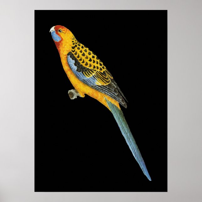 Adelaide Rosella - Platycerus elegans adelaidae Poster (Framsidan)