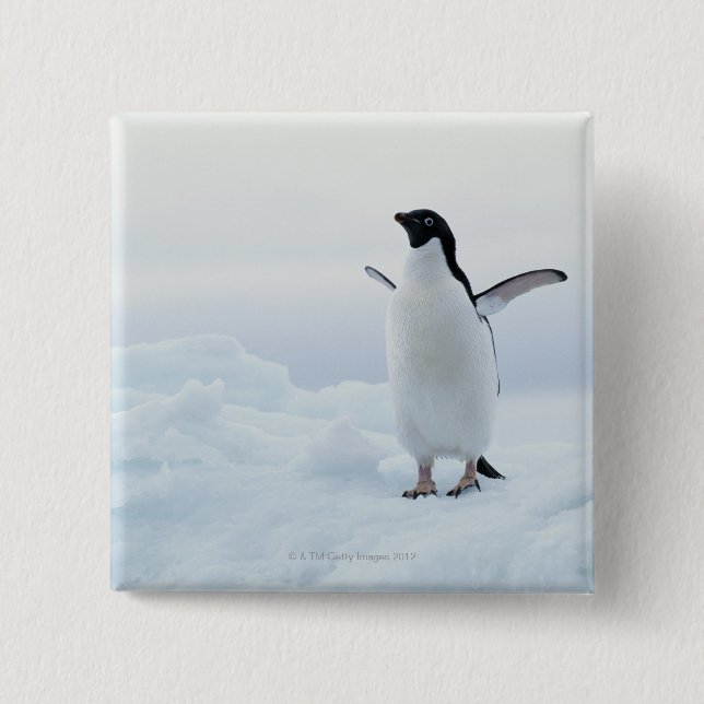 Adelie penguin, Antarctica Knapp (Framsida)